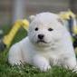 Shiba inu 